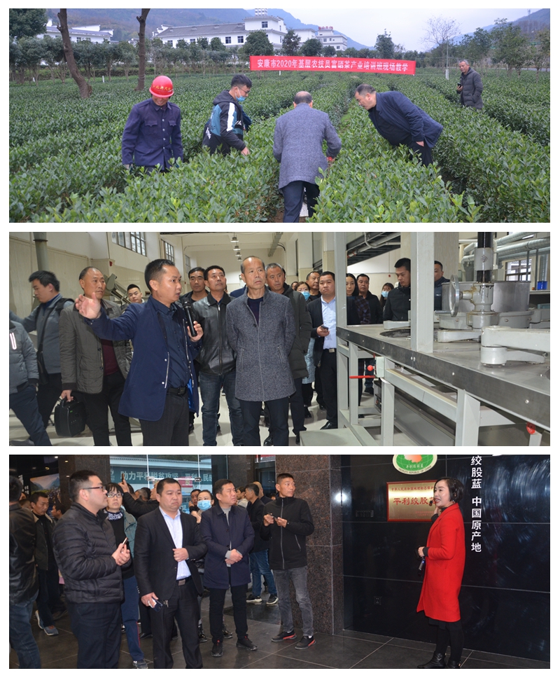 葵峰富硒茶培训班怎么样（葵峰富硒茶培训班怎么样）-硒宝网