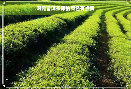 喝富硒茶尿黄怎么回事儿（尿黄和喝茶叶有关系吗）-硒宝网