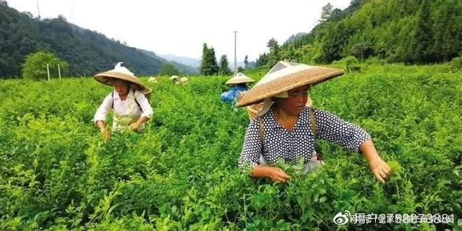 500克张家界富硒莓茶（张家界莓茶多少钱一盒）-硒宝网