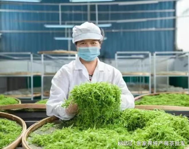 500克张家界富硒莓茶（张家界莓茶多少钱一盒）-硒宝网