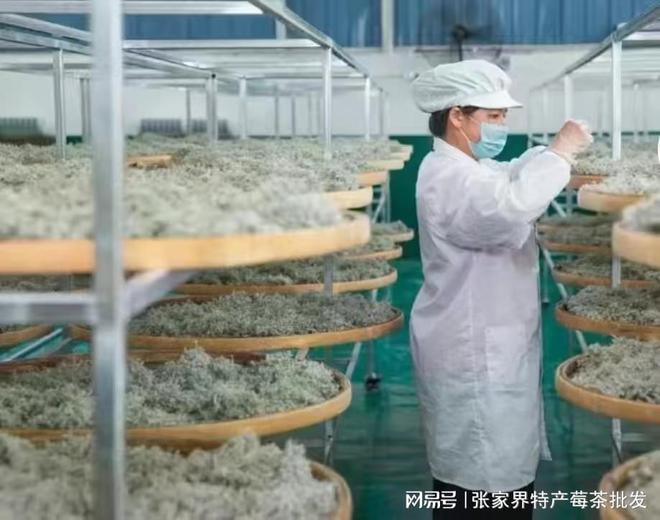 500克张家界富硒莓茶（张家界莓茶多少钱一盒）-硒宝网