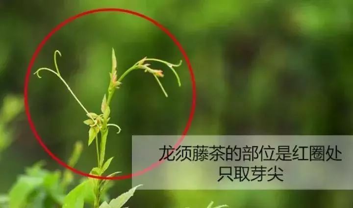 富硒龙须藤茶多少钱一斤(富硒滕茶的功效)-硒宝网