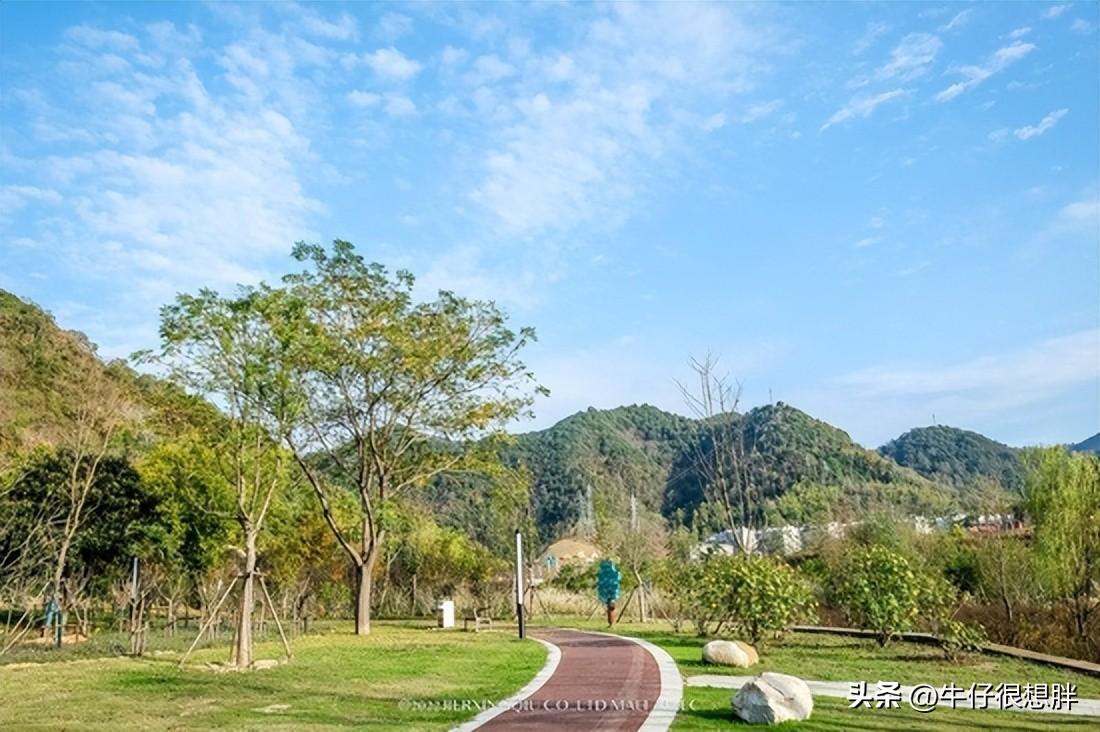 富硒仙寓山野茶多钱一盒（仙寓山野生茶）-硒宝网