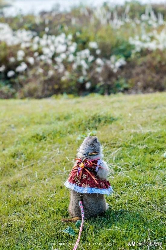 富硒仙寓山野茶多钱一盒（仙寓山野生茶）-硒宝网