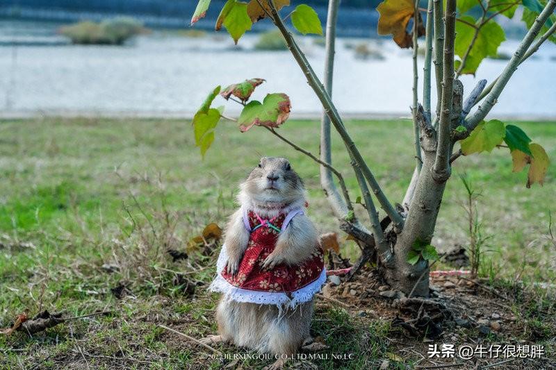 富硒仙寓山野茶多钱一盒（仙寓山野生茶）-硒宝网