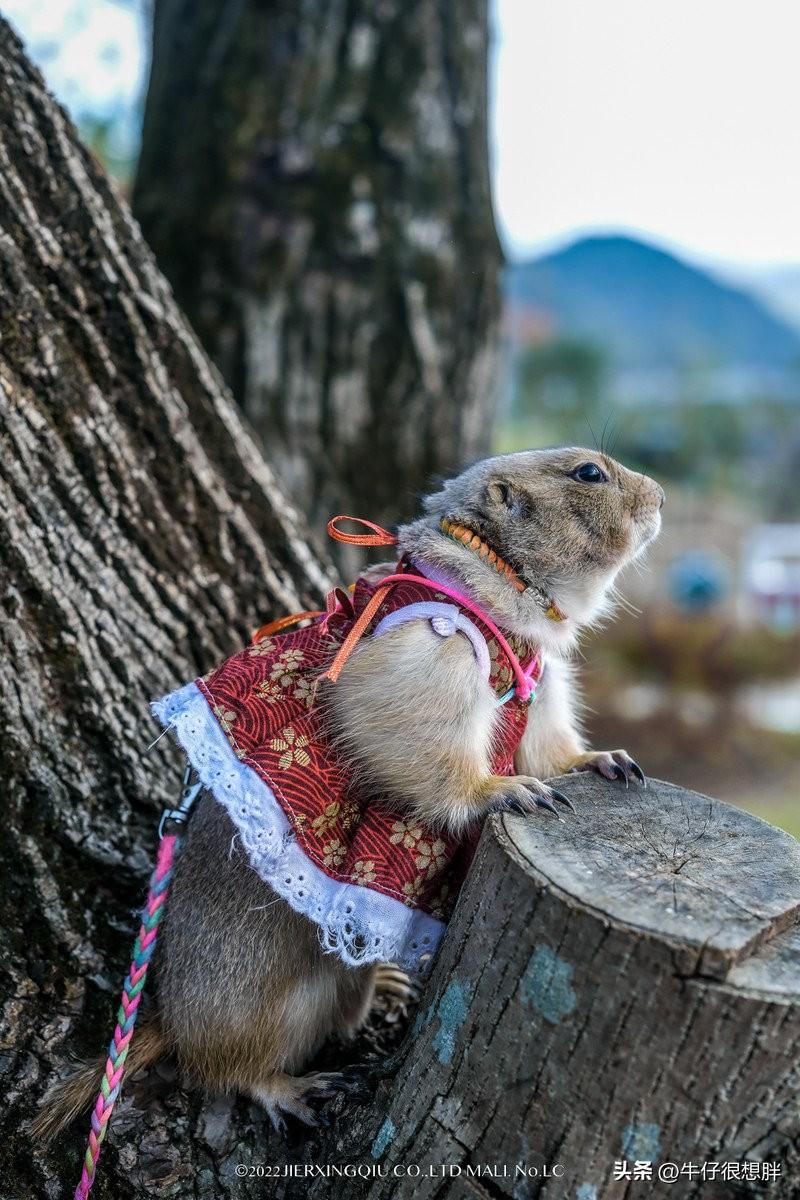 富硒仙寓山野茶多钱一盒（仙寓山野生茶）-硒宝网