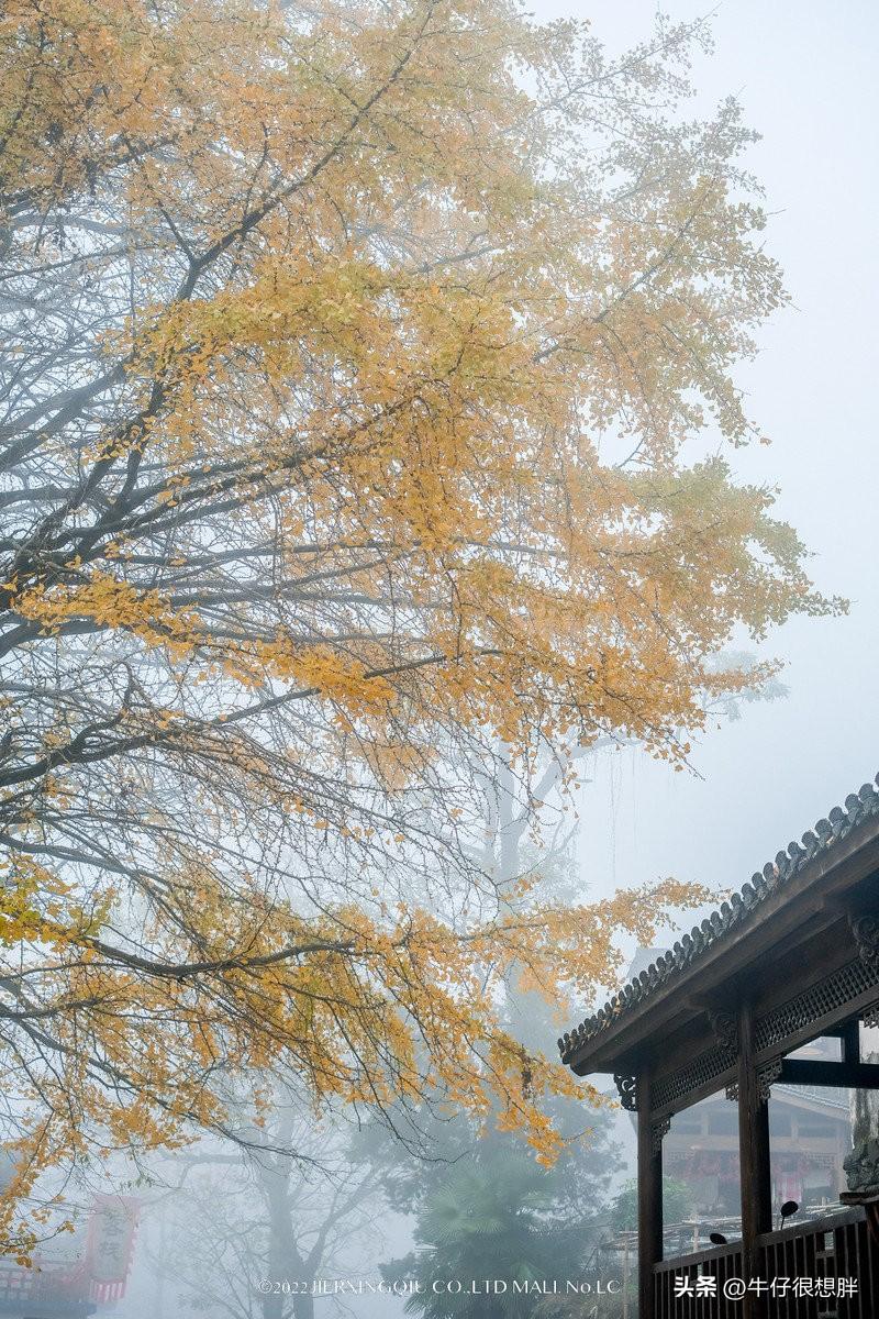 富硒仙寓山野茶多钱一盒（仙寓山野生茶）-硒宝网