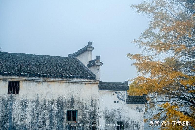 富硒仙寓山野茶多钱一盒（仙寓山野生茶）-硒宝网