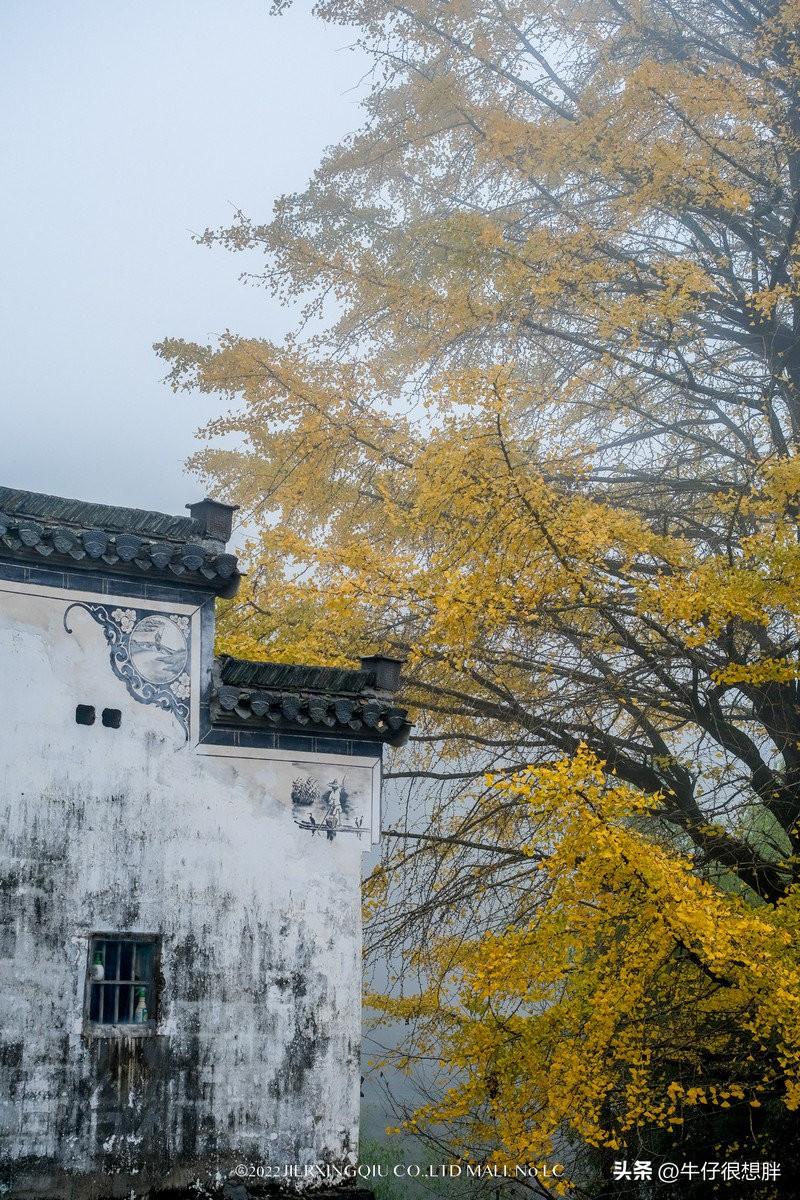 富硒仙寓山野茶多钱一盒（仙寓山野生茶）-硒宝网