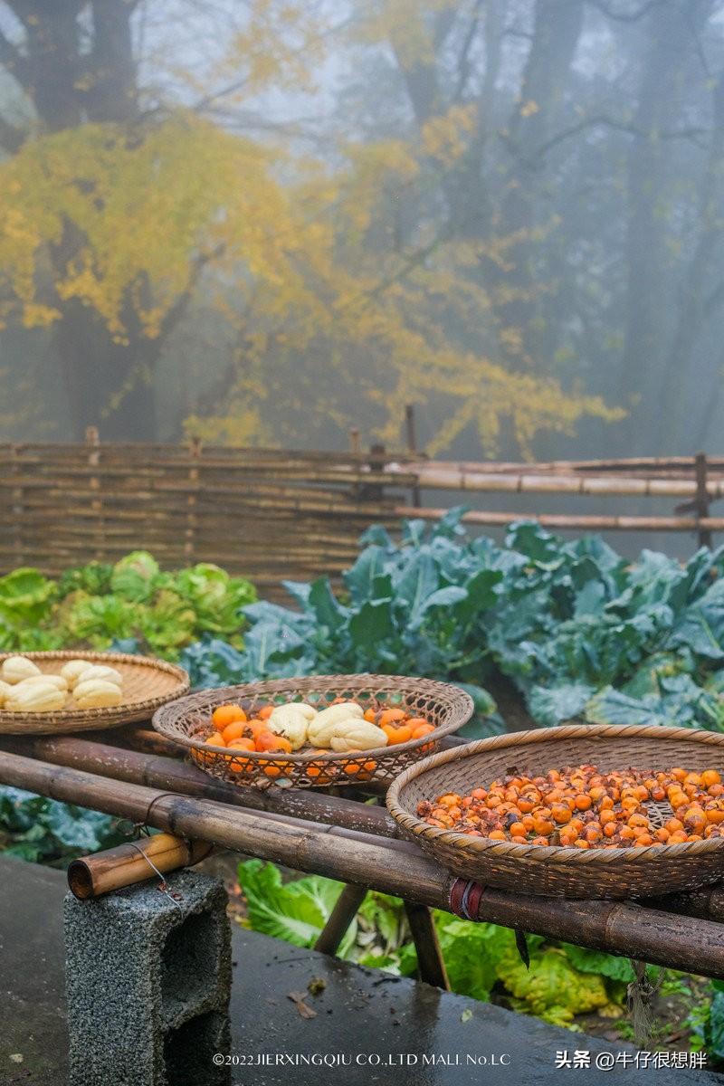 富硒仙寓山野茶多钱一盒（仙寓山野生茶）-硒宝网