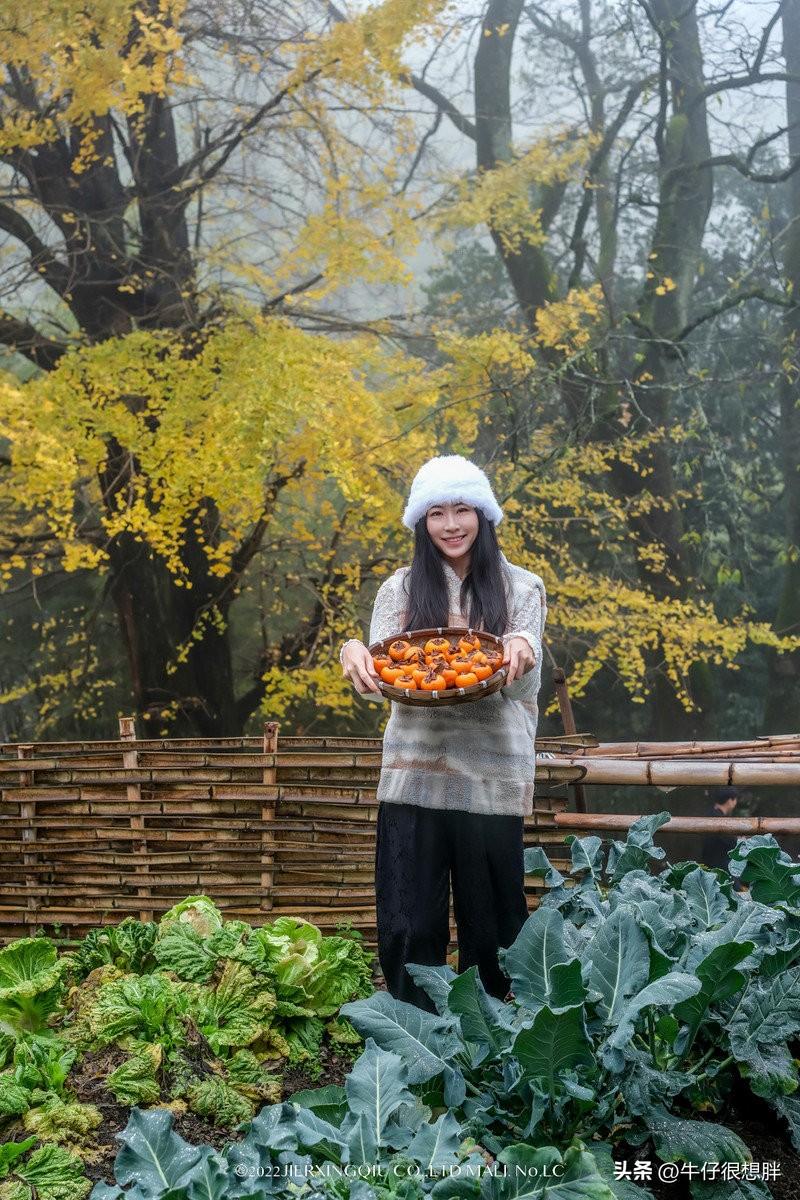 富硒仙寓山野茶多钱一盒（仙寓山野生茶）-硒宝网
