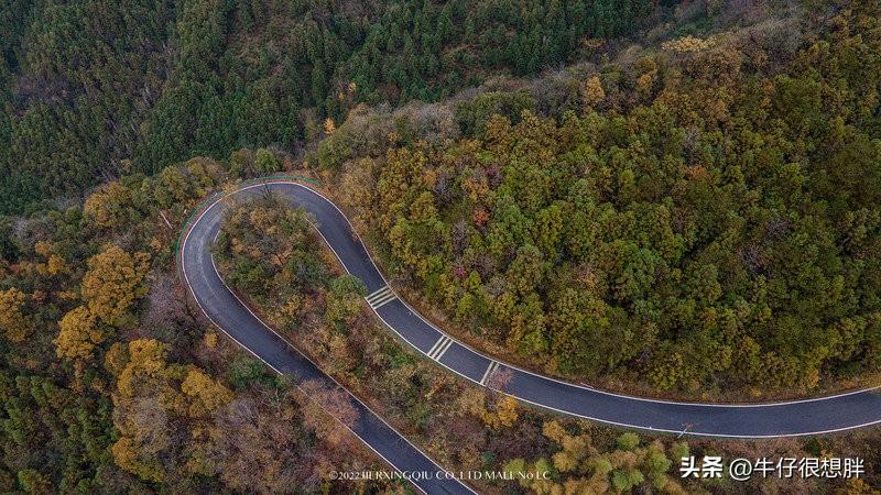 富硒仙寓山野茶多钱一盒（仙寓山野生茶）-硒宝网