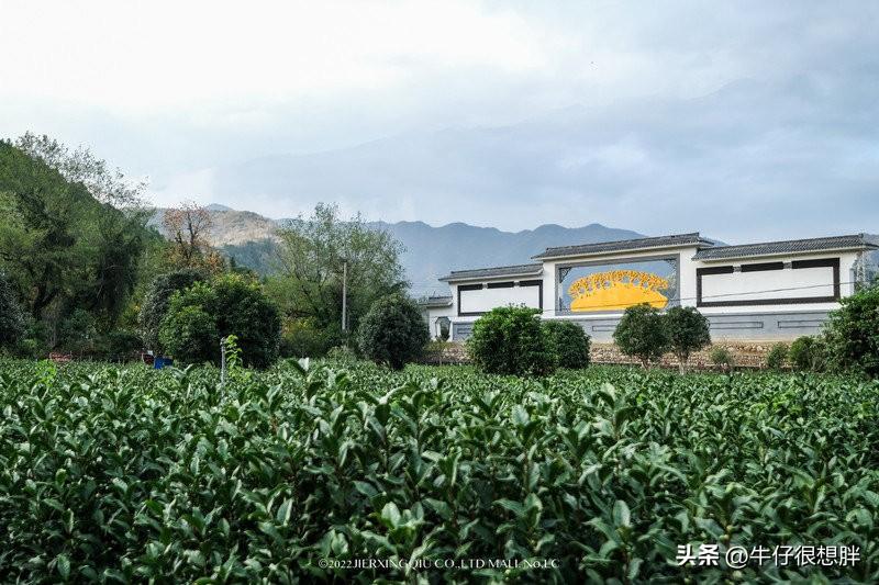 富硒仙寓山野茶多钱一盒（仙寓山野生茶）-硒宝网