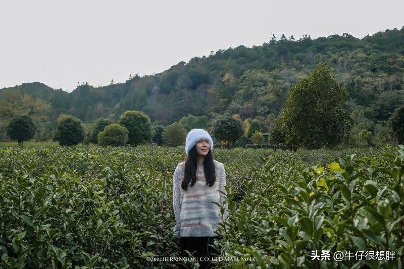 富硒仙寓山野茶多钱一盒（仙寓山野生茶）-硒宝网