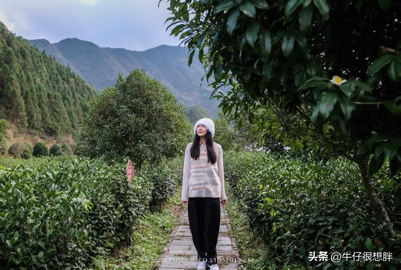 富硒仙寓山野茶多钱一盒（仙寓山野生茶）-硒宝网