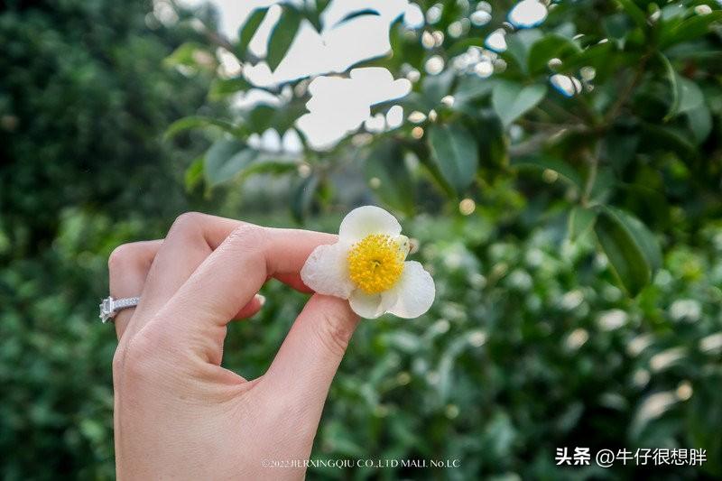 富硒仙寓山野茶多钱一盒（仙寓山野生茶）-硒宝网