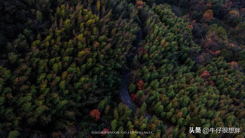 富硒仙寓山野茶多钱一盒（仙寓山野生茶）-硒宝网