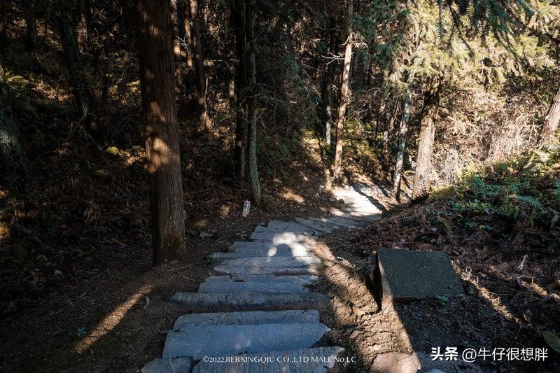 富硒仙寓山野茶多钱一盒（仙寓山野生茶）-硒宝网