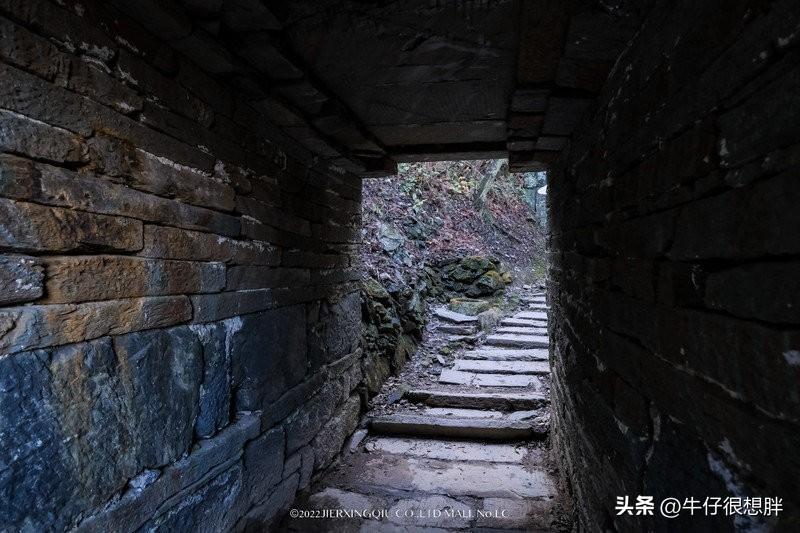富硒仙寓山野茶多钱一盒（仙寓山野生茶）-硒宝网
