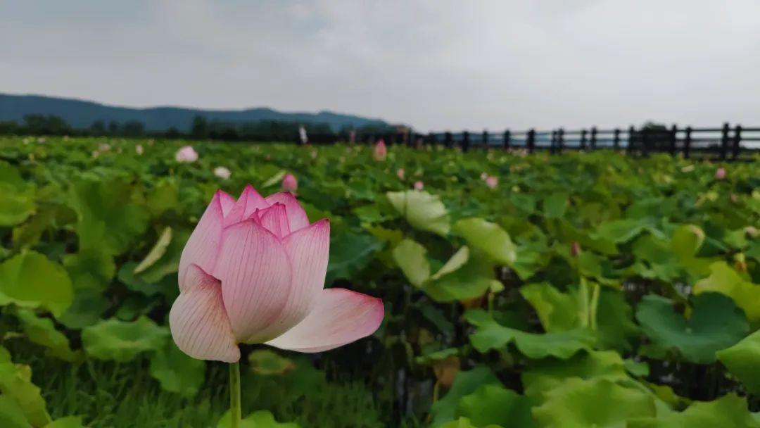巴东野三关是富硒茶区吗(巴东富硒神茶)-硒宝网