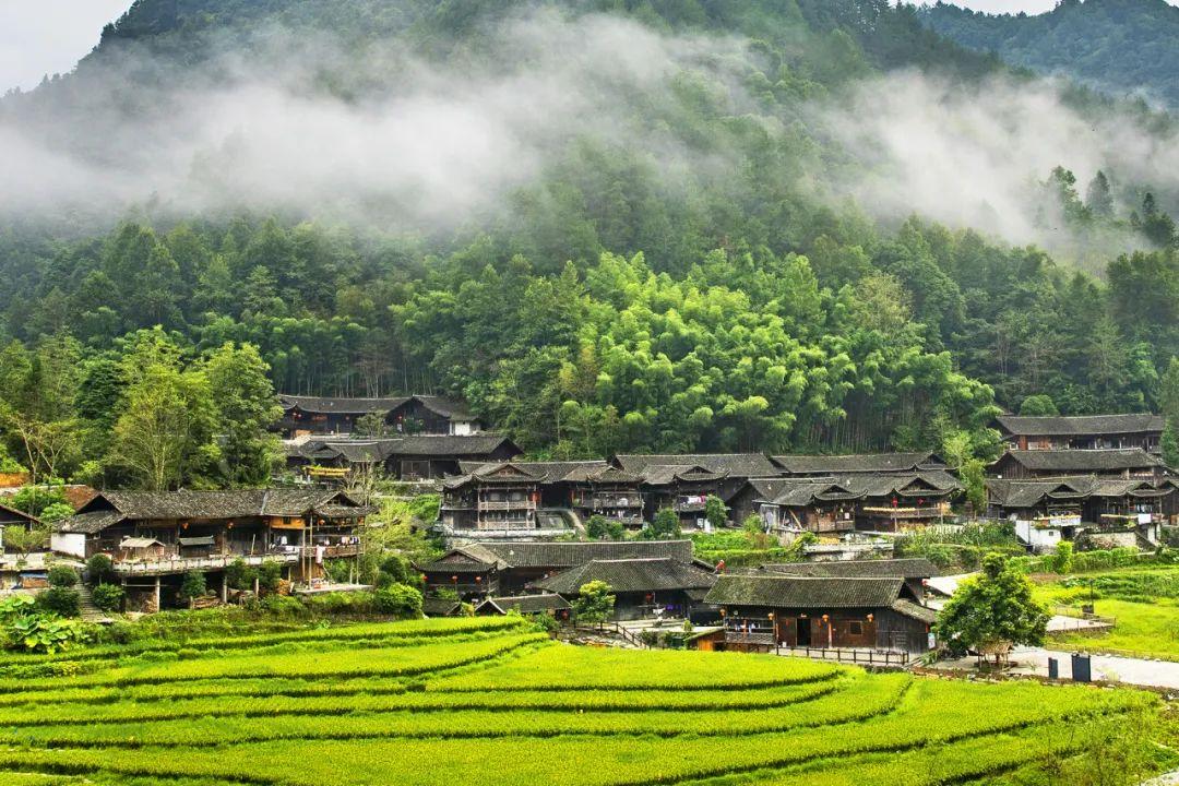 巴东野三关是富硒茶区吗(巴东富硒神茶)-硒宝网