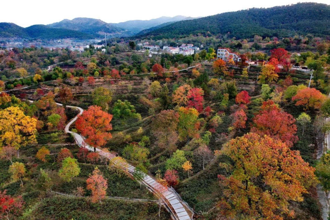 巴东野三关是富硒茶区吗(巴东富硒神茶)-硒宝网