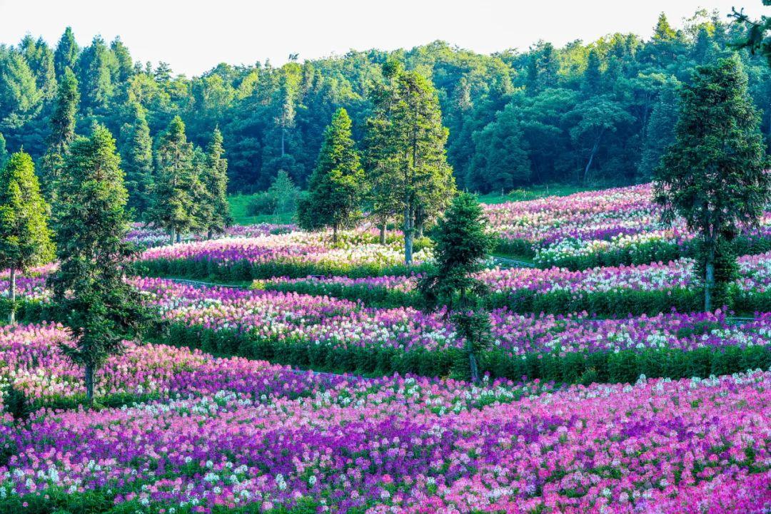 巴东野三关是富硒茶区吗(巴东富硒神茶)-硒宝网