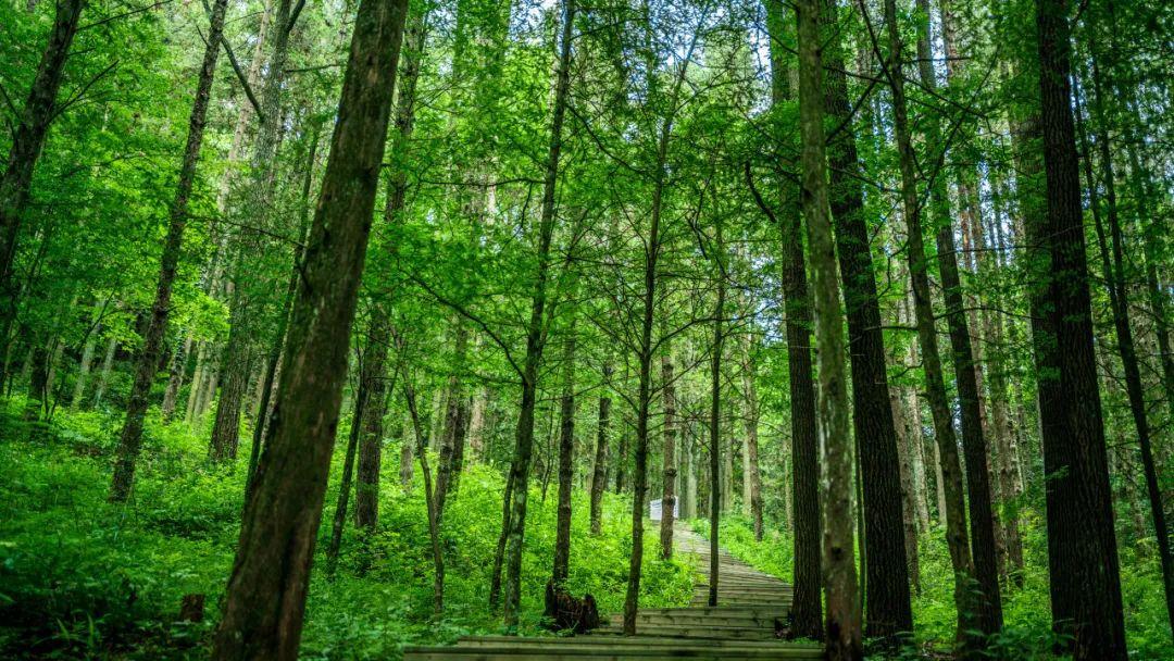 巴东野三关是富硒茶区吗(巴东富硒神茶)-硒宝网