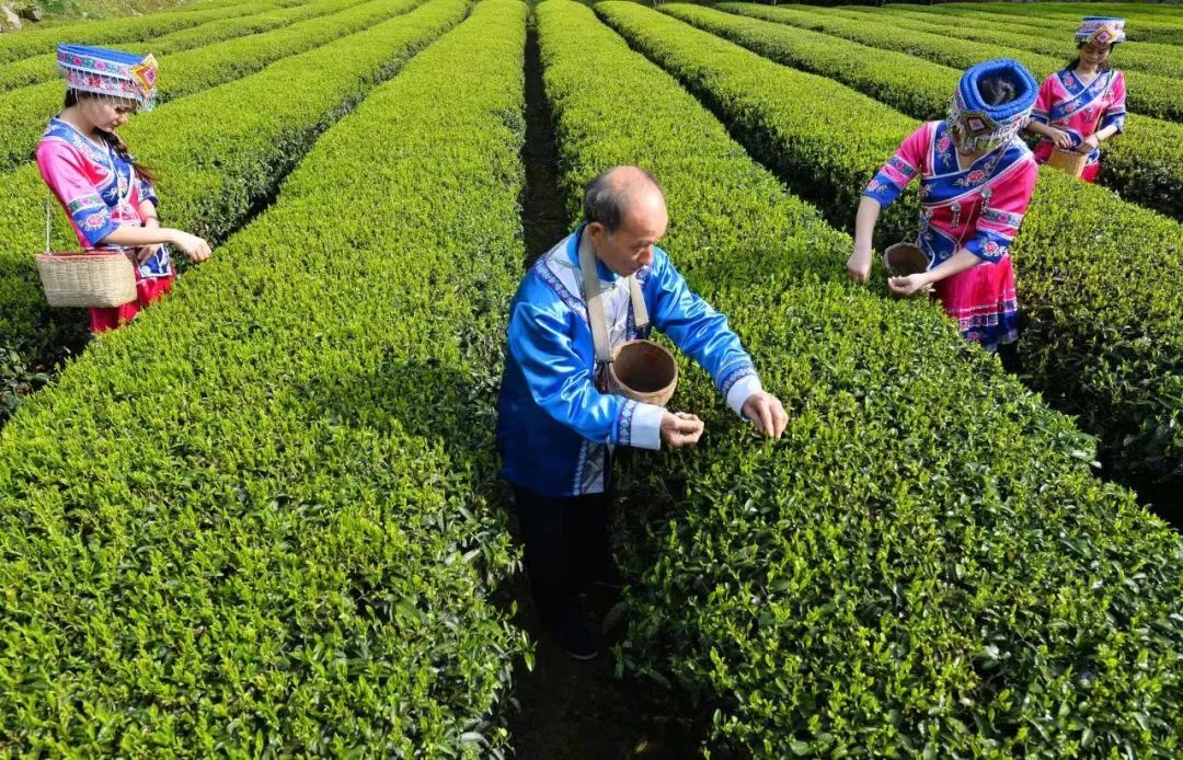 恩施富硒茶哪一款香耐泡（恩施富硒茶包装礼盒）-硒宝网