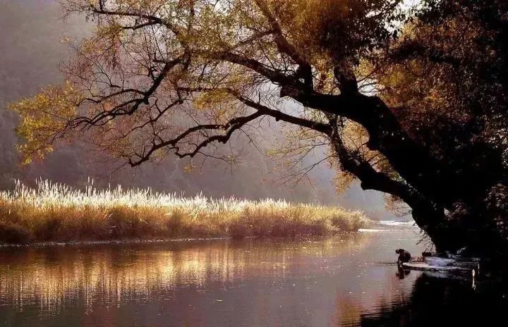 四大富硒茶乡是哪里产的(富硒茶是哪儿的)-硒宝网