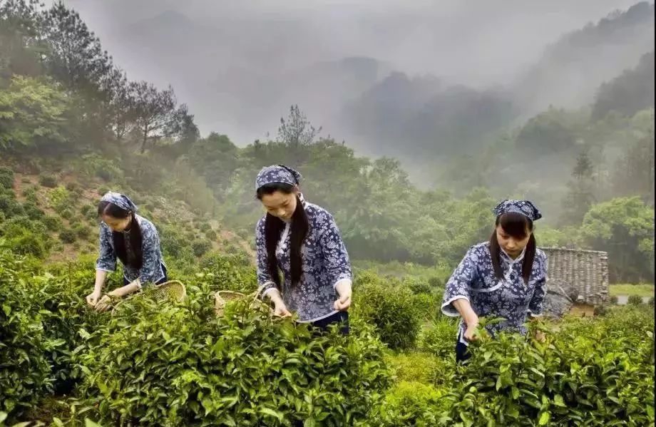 四大富硒茶乡是哪里产的(富硒茶是哪儿的)-硒宝网