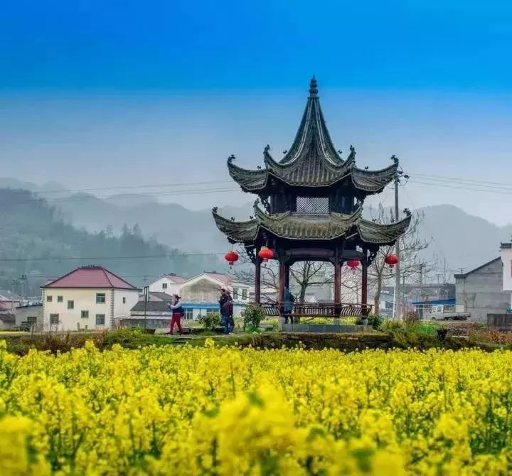 四大富硒茶乡是哪里产的(富硒茶是哪儿的)-硒宝网