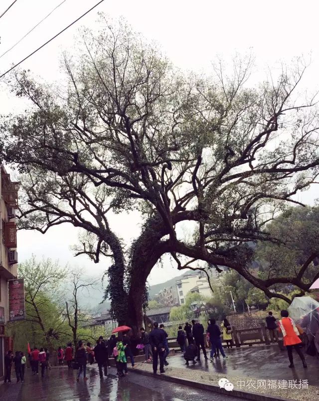 四大富硒茶乡是哪里产的(富硒茶之乡)-硒宝网