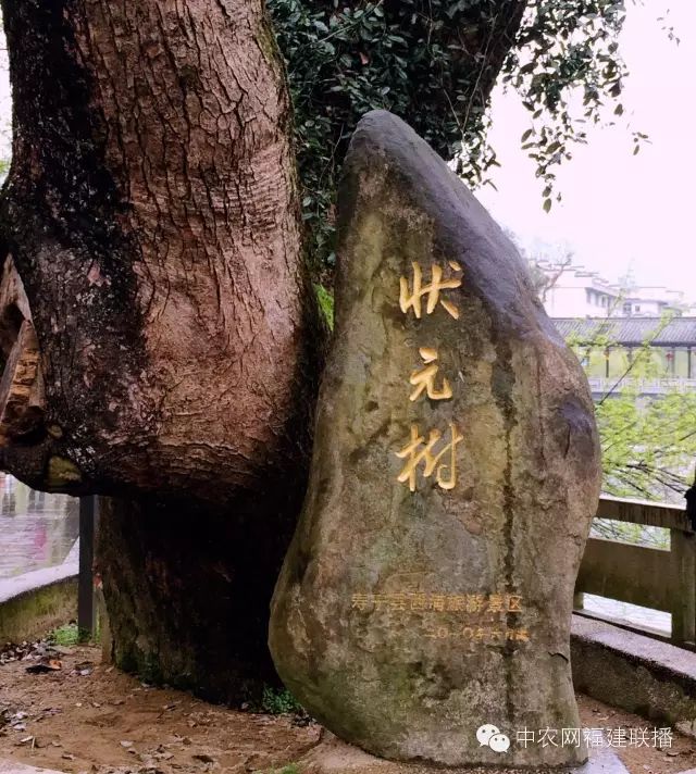 四大富硒茶乡是哪里产的(富硒茶之乡)-硒宝网