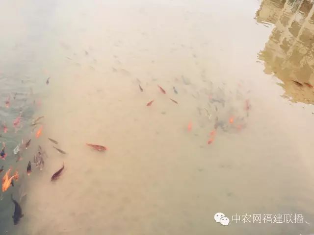 四大富硒茶乡是哪里产的(富硒茶之乡)-硒宝网