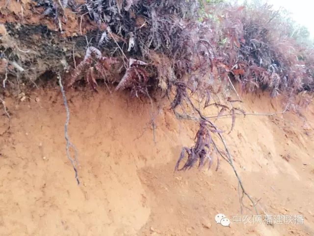 四大富硒茶乡是哪里产的(富硒茶之乡)-硒宝网