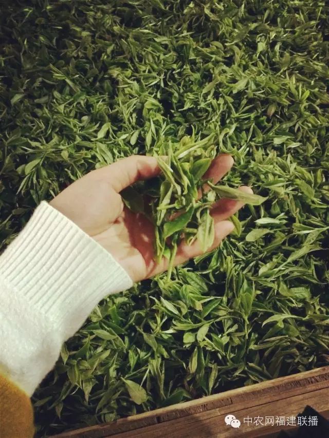 四大富硒茶乡是哪里产的(富硒茶之乡)-硒宝网