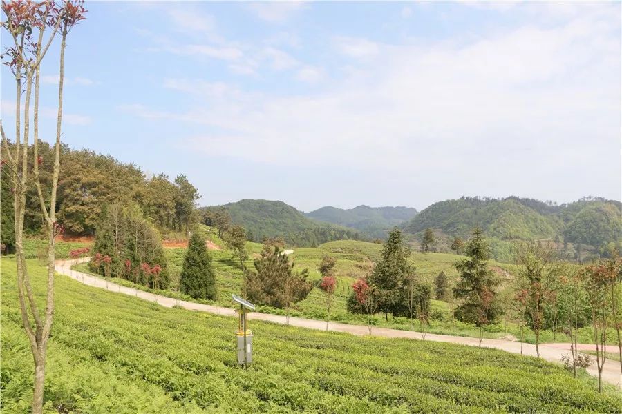 开阳县富硒茶多少钱一斤（开阳富硒茶多少钱一斤）-硒宝网