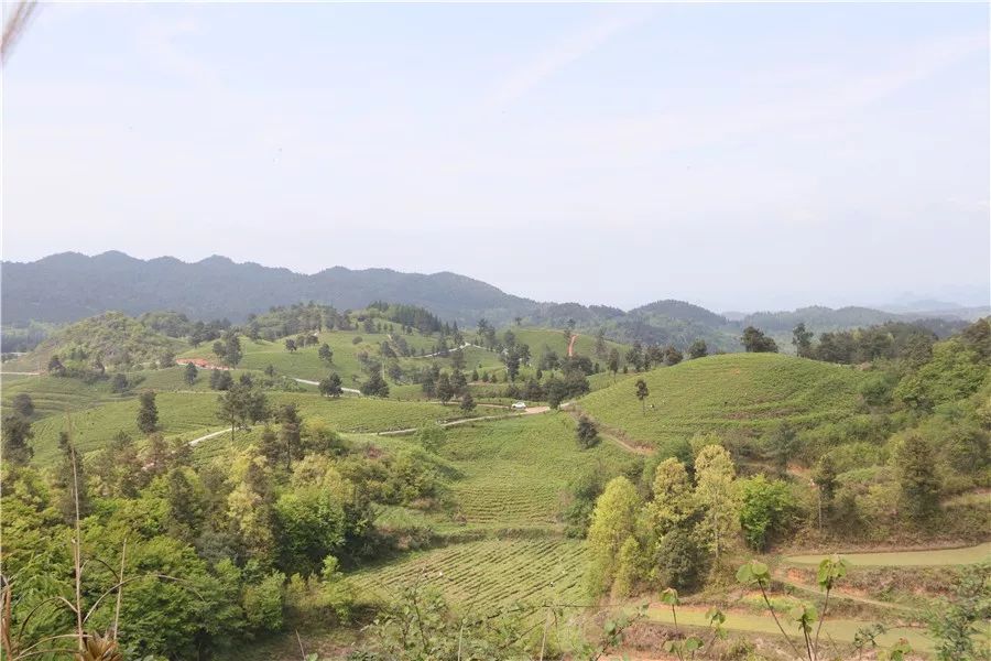 开阳县富硒茶多少钱一斤（开阳富硒茶多少钱一斤）-硒宝网