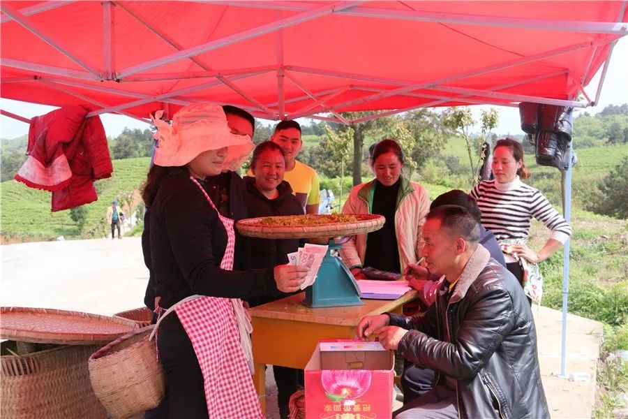 开阳县富硒茶多少钱一斤（开阳富硒茶多少钱一斤）-硒宝网