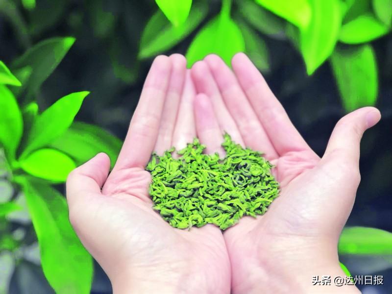 万源市富硒茶的市场价格（万源富硒茶的功效与作用）-硒宝网