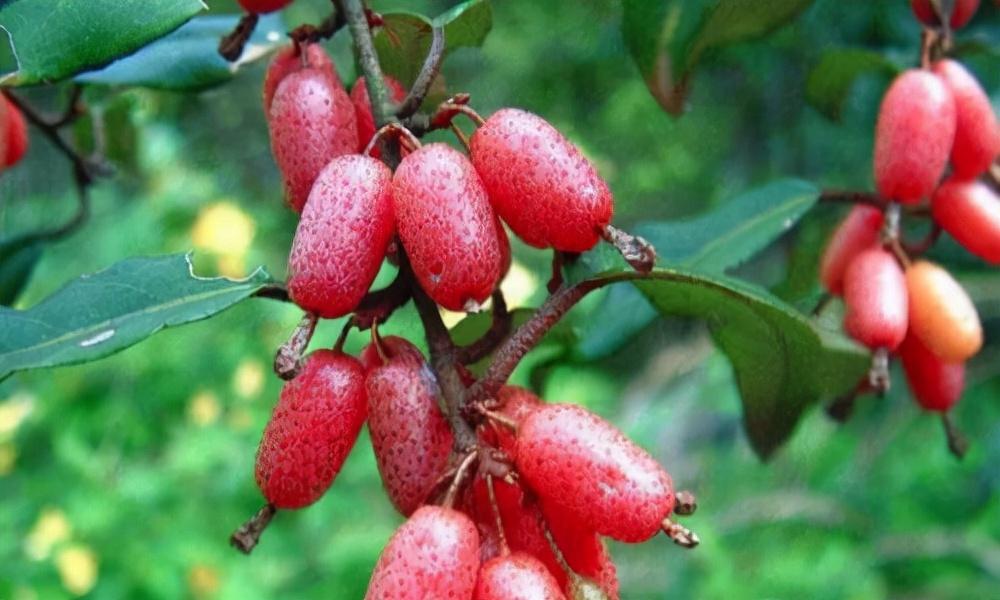 仙寓山富硒茶多少钱一盒(野生富硒茶仙寓山怎么卖)-硒宝网