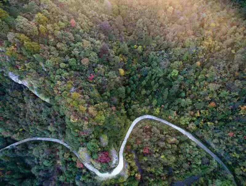 仙寓山富硒茶多少钱一盒(野生富硒茶仙寓山怎么卖)-硒宝网