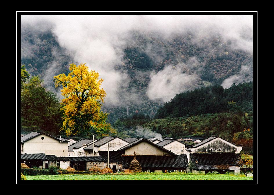 仙寓山富硒茶多少钱一盒(野生富硒茶仙寓山怎么卖)-硒宝网