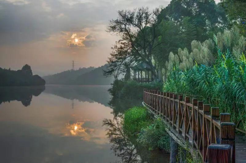 富硒青钱柳茶多少钱一盒（富硒青钱柳叶茶）-硒宝网