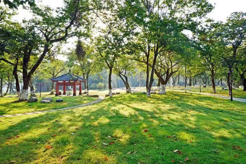 富硒青钱柳茶多少钱一盒（富硒青钱柳叶茶）-硒宝网