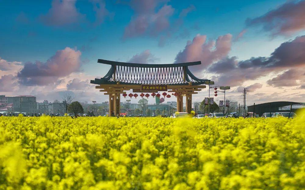 富硒青钱柳茶多少钱一盒（富硒青钱柳叶茶）-硒宝网
