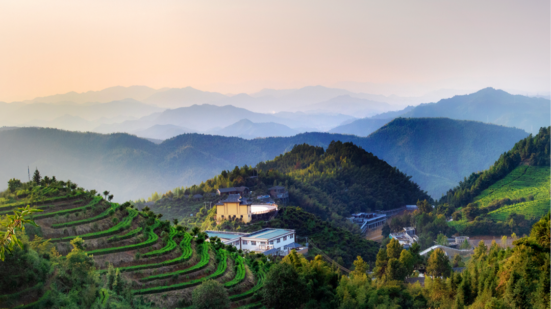 富硒青钱柳茶多少钱一盒（富硒青钱柳叶茶）-硒宝网