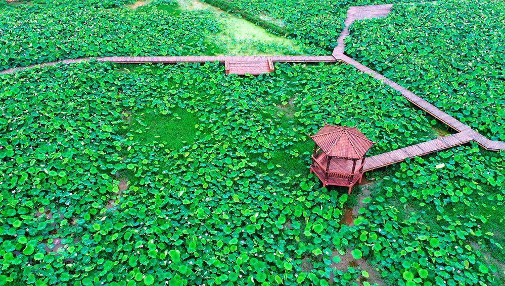 富硒青钱柳茶多少钱一盒（富硒青钱柳叶茶）-硒宝网