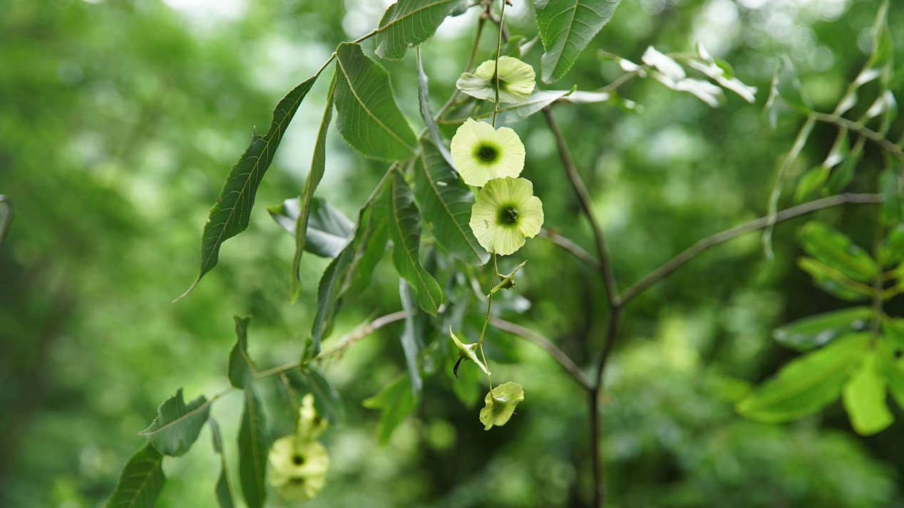 富硒青钱柳茶多少钱一斤(富硒青钱柳叶茶)-硒宝网